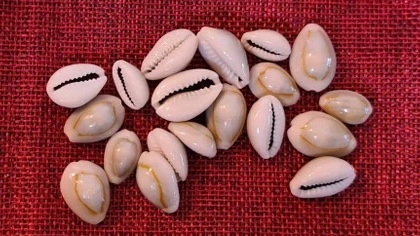 cowrie